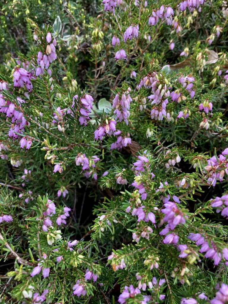 Pink heather