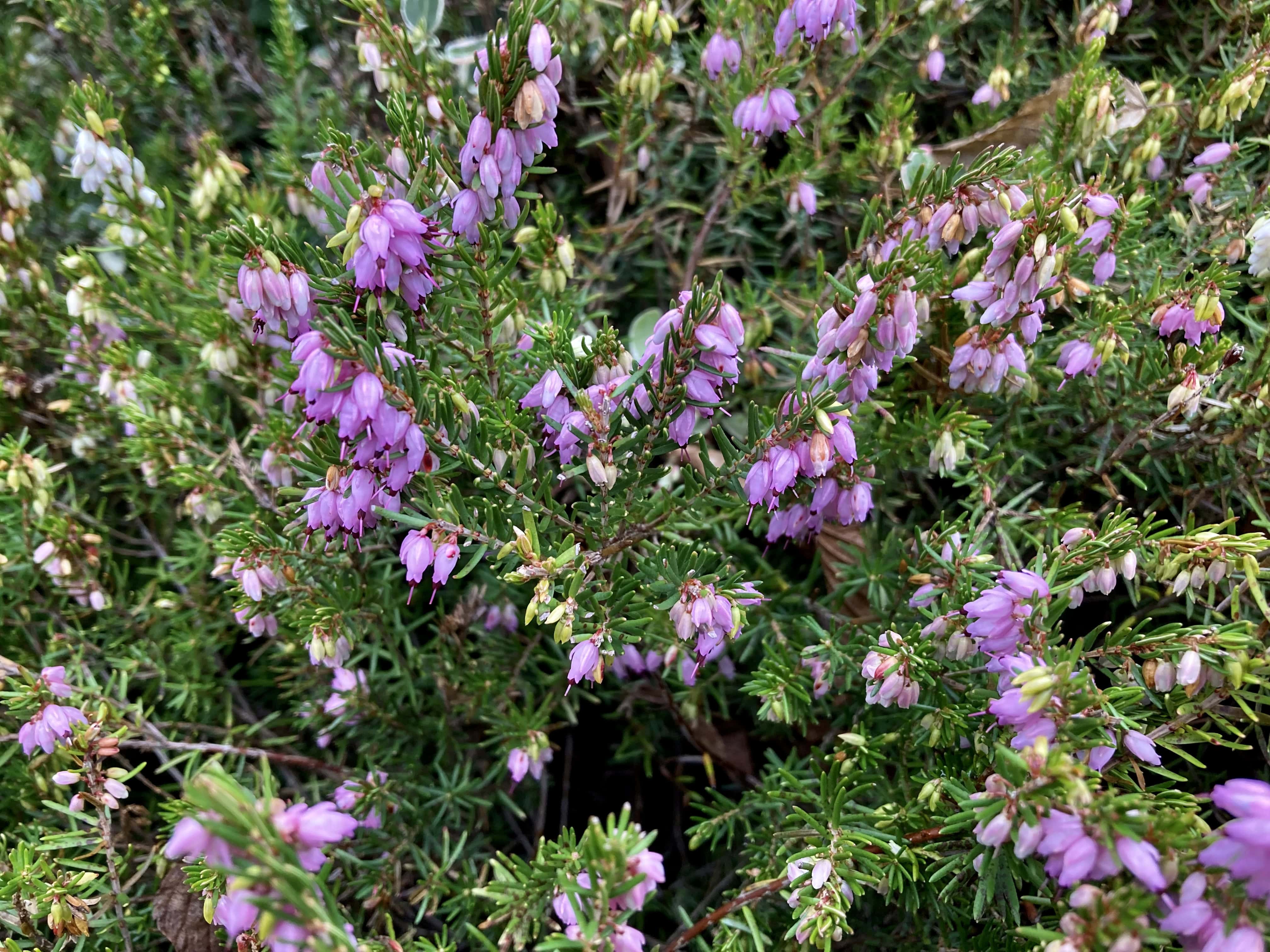 Pink Heather — FOTD Mar 10