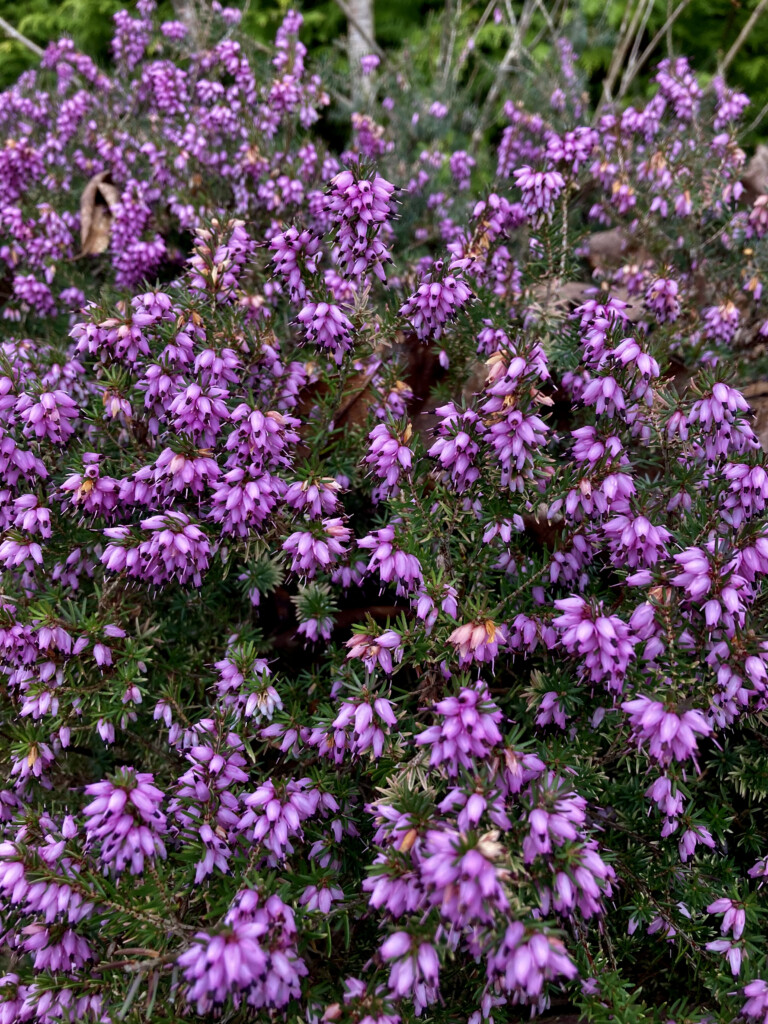 Pink heather