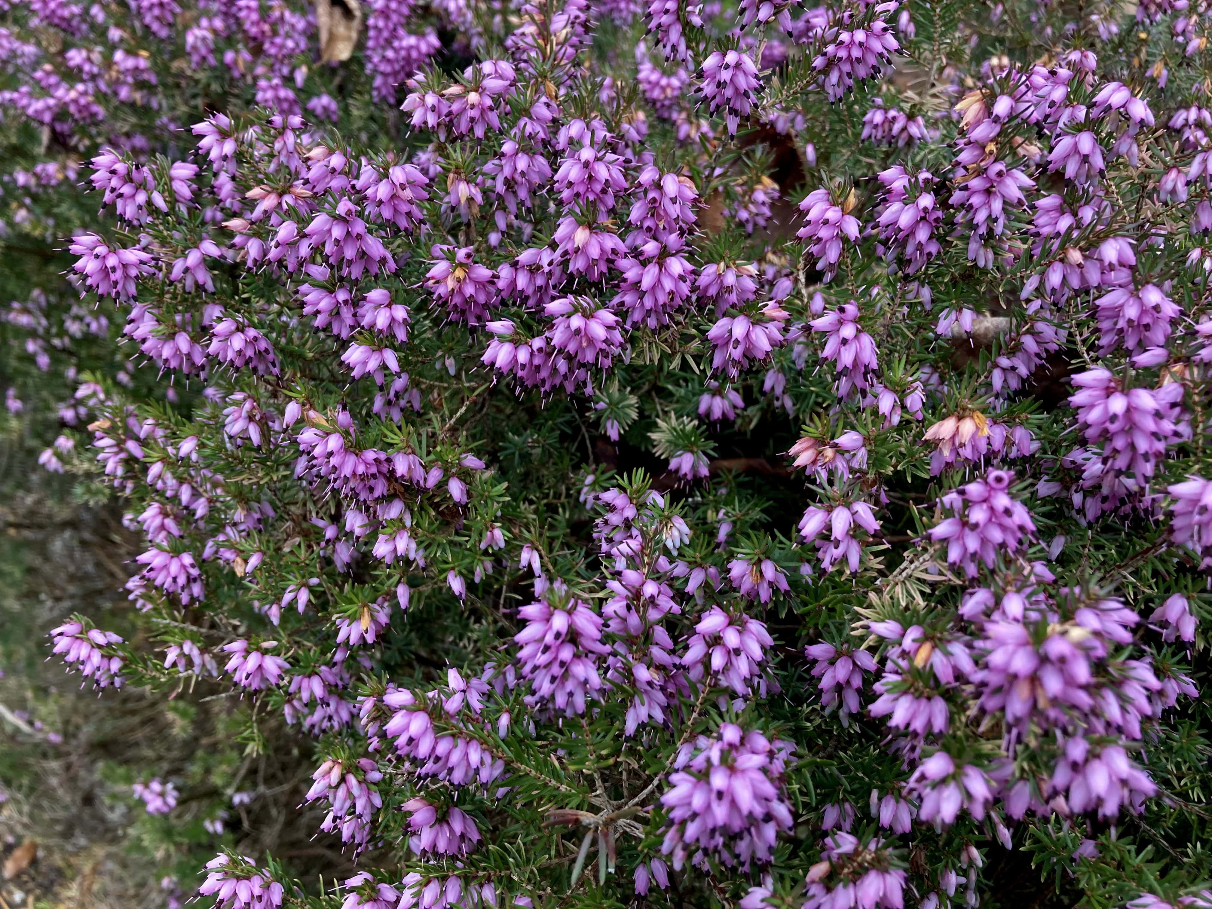 Heather — FOTD Mar 05