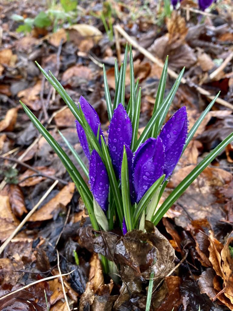 Crocuses