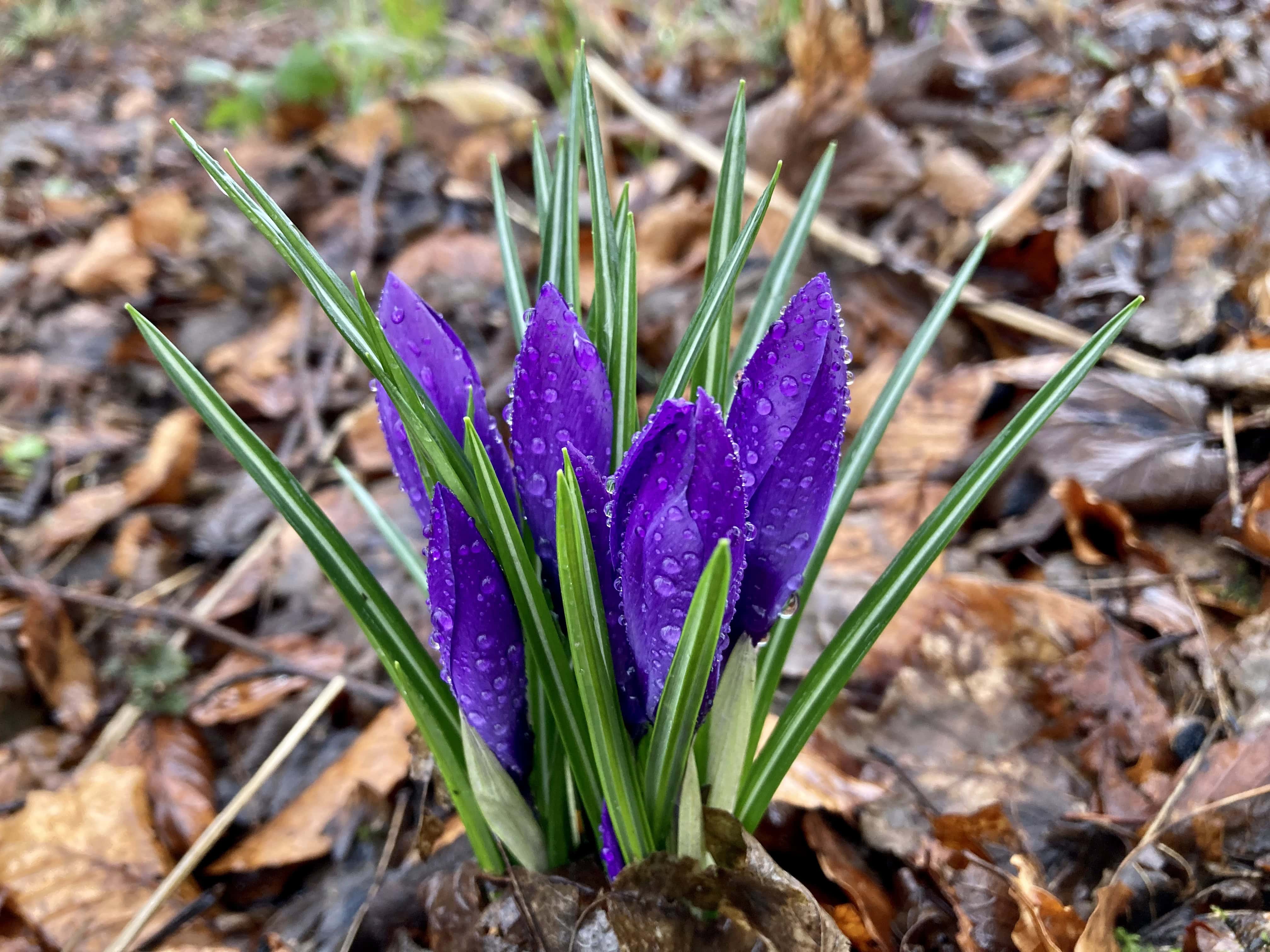 Crocuses and Raindrops — FOTD Mar 02