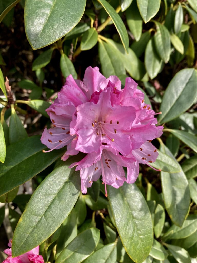 Pink rhododendron