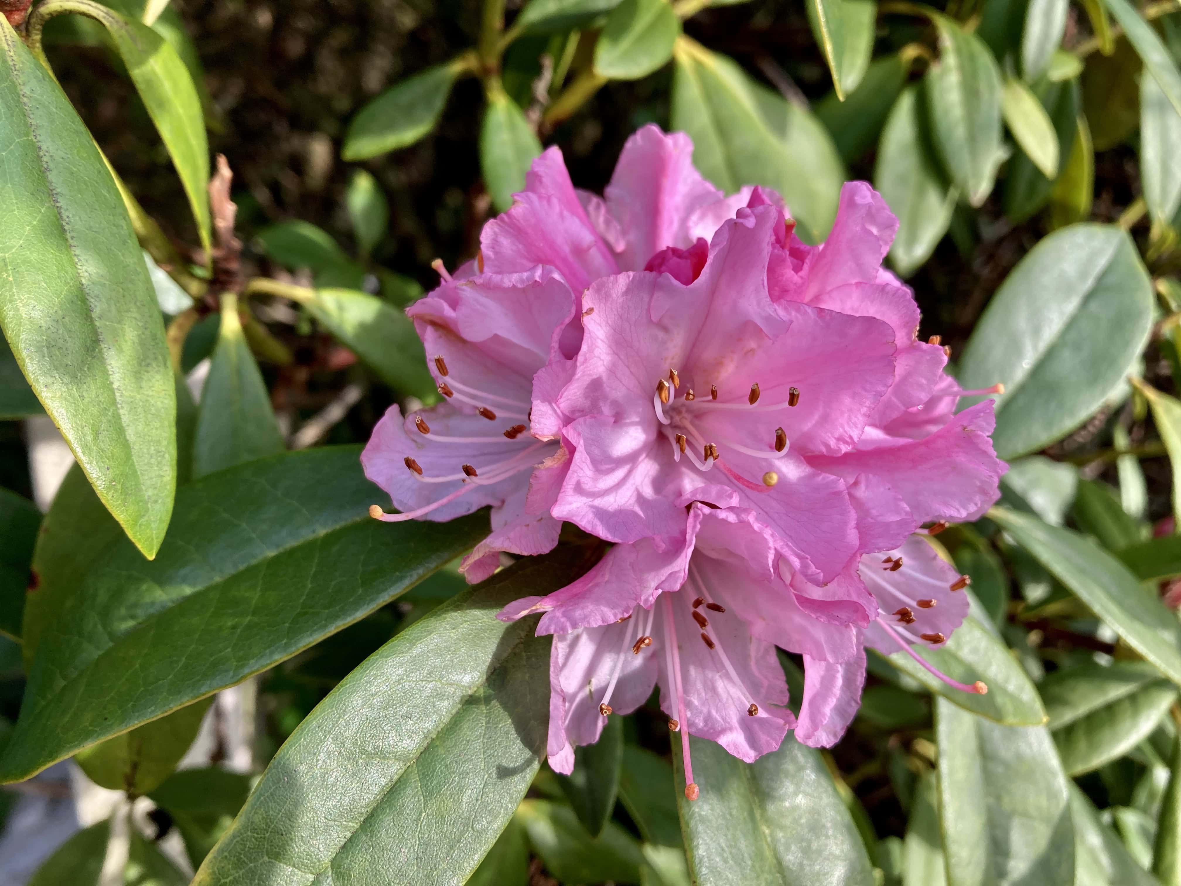 First Rhododendron — FOTD Mar 04