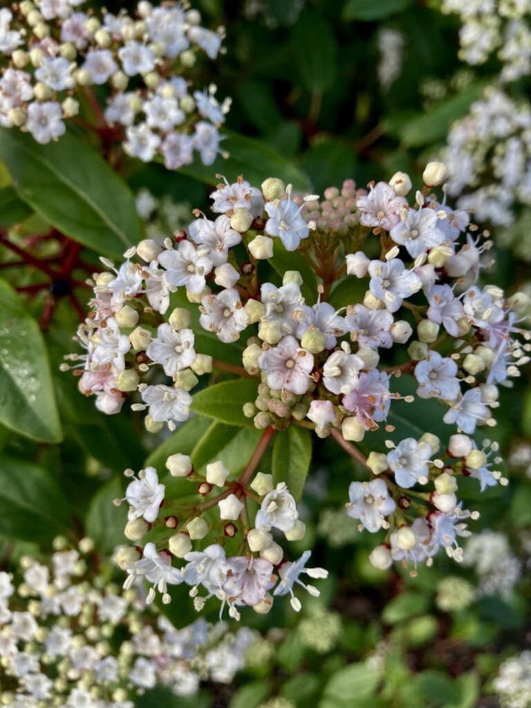 White flowers