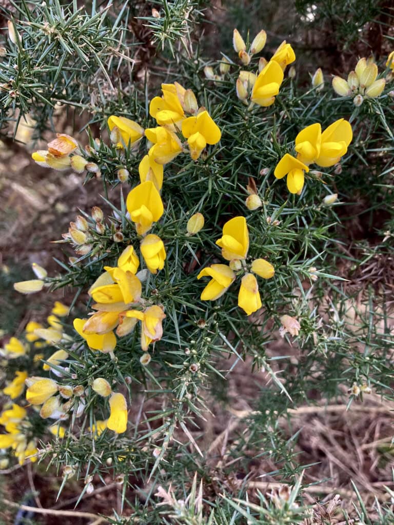Gorse