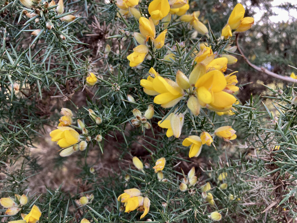 Gorse