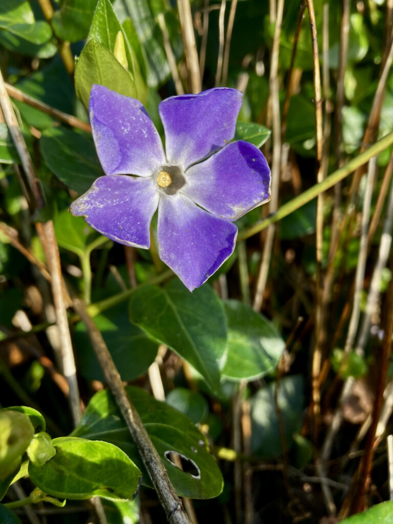 Periwinkle