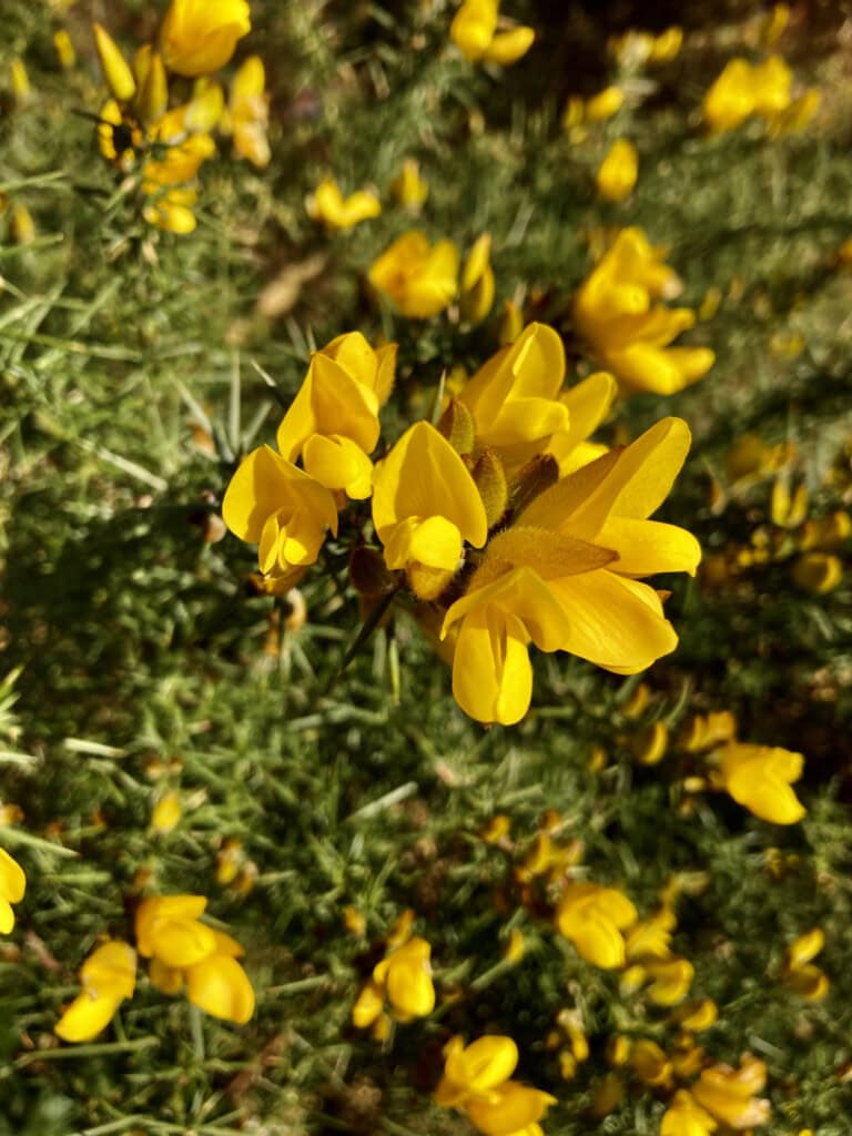 Gorse