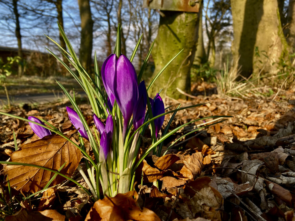 Crocuses