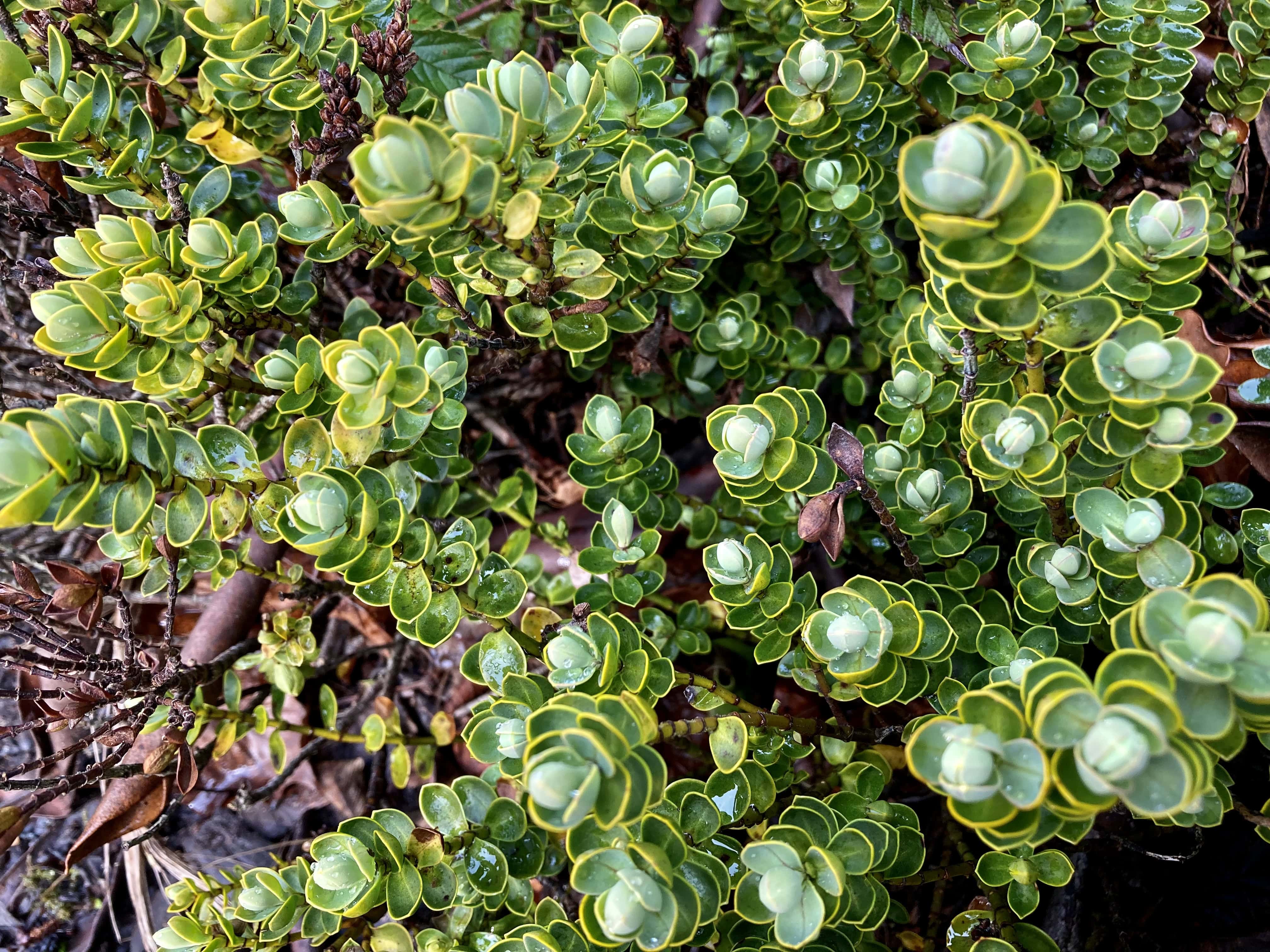 Pygmy Succulents — FOTD Mar 18