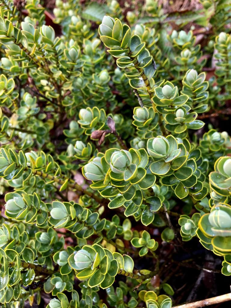 Pygmy Succulents
