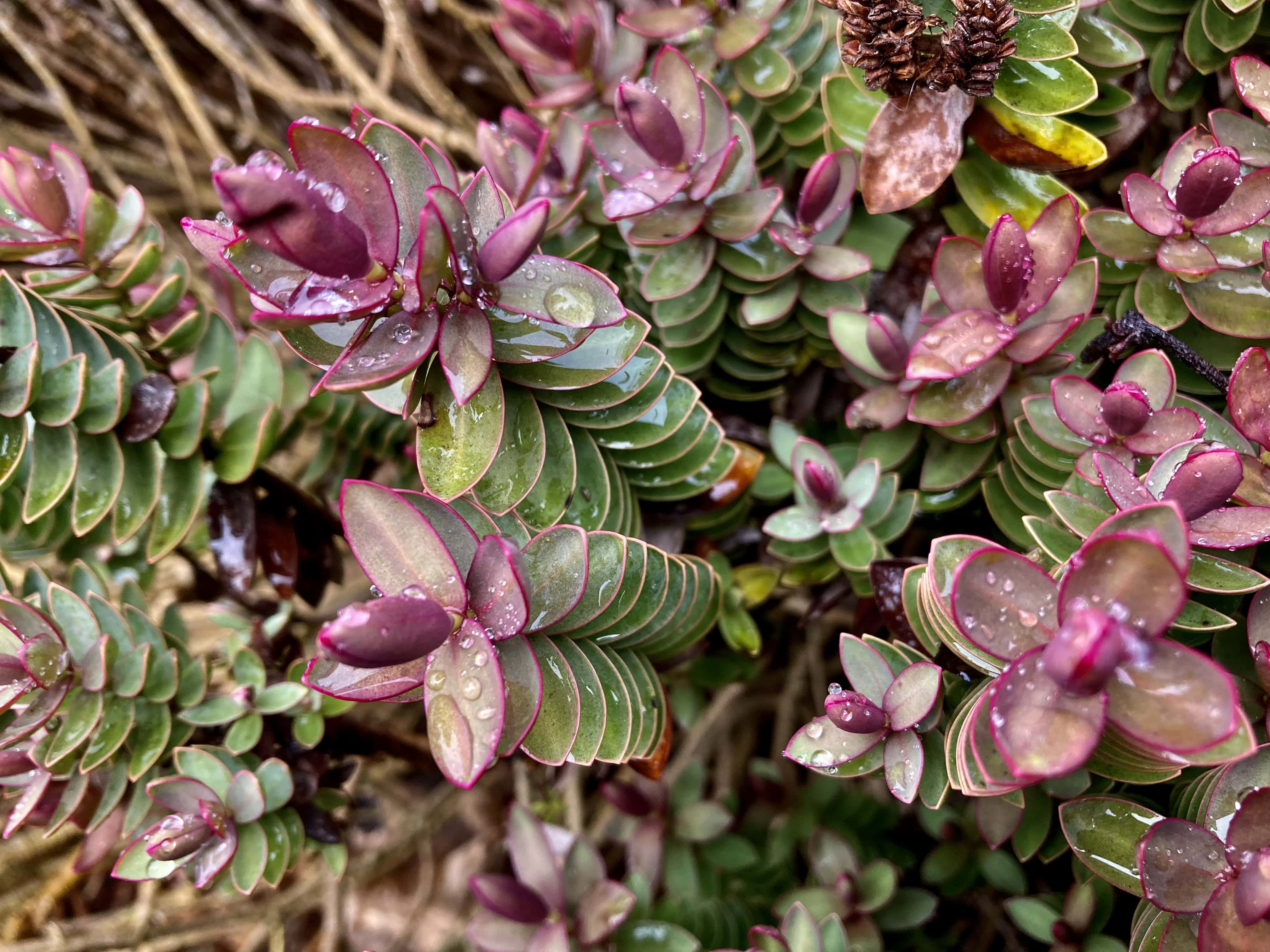 Pygmy Succulents — FOTD Mar 16