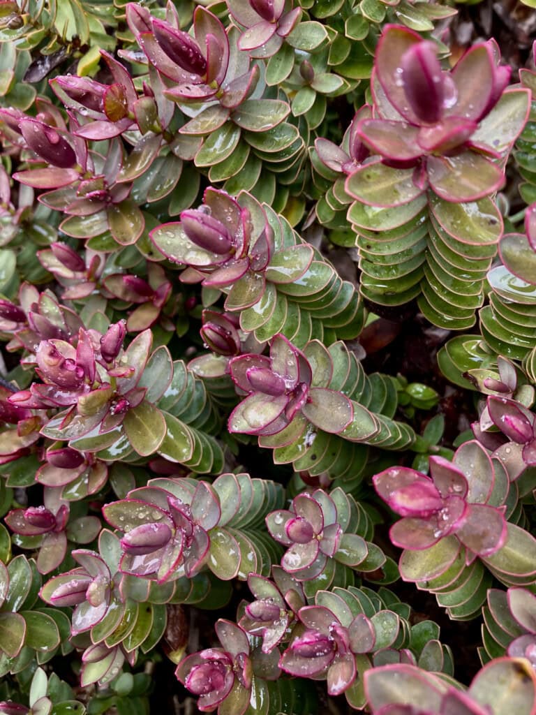 Pygmy succulents