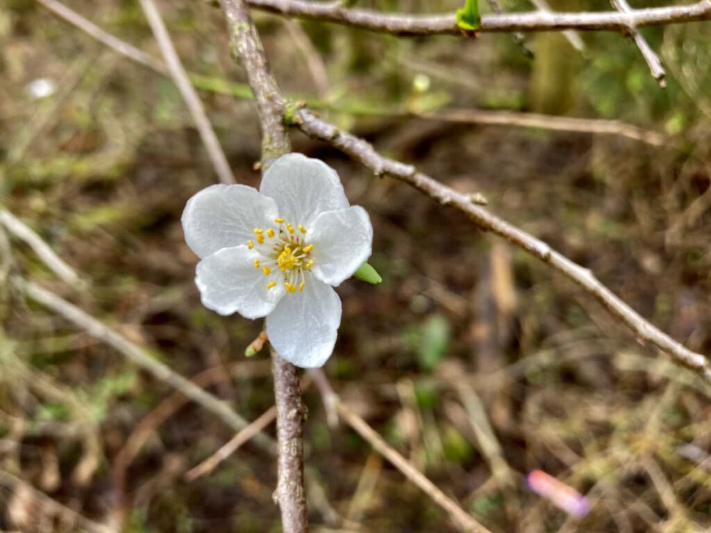 White blossom 