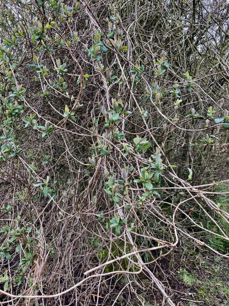 Tangled branches