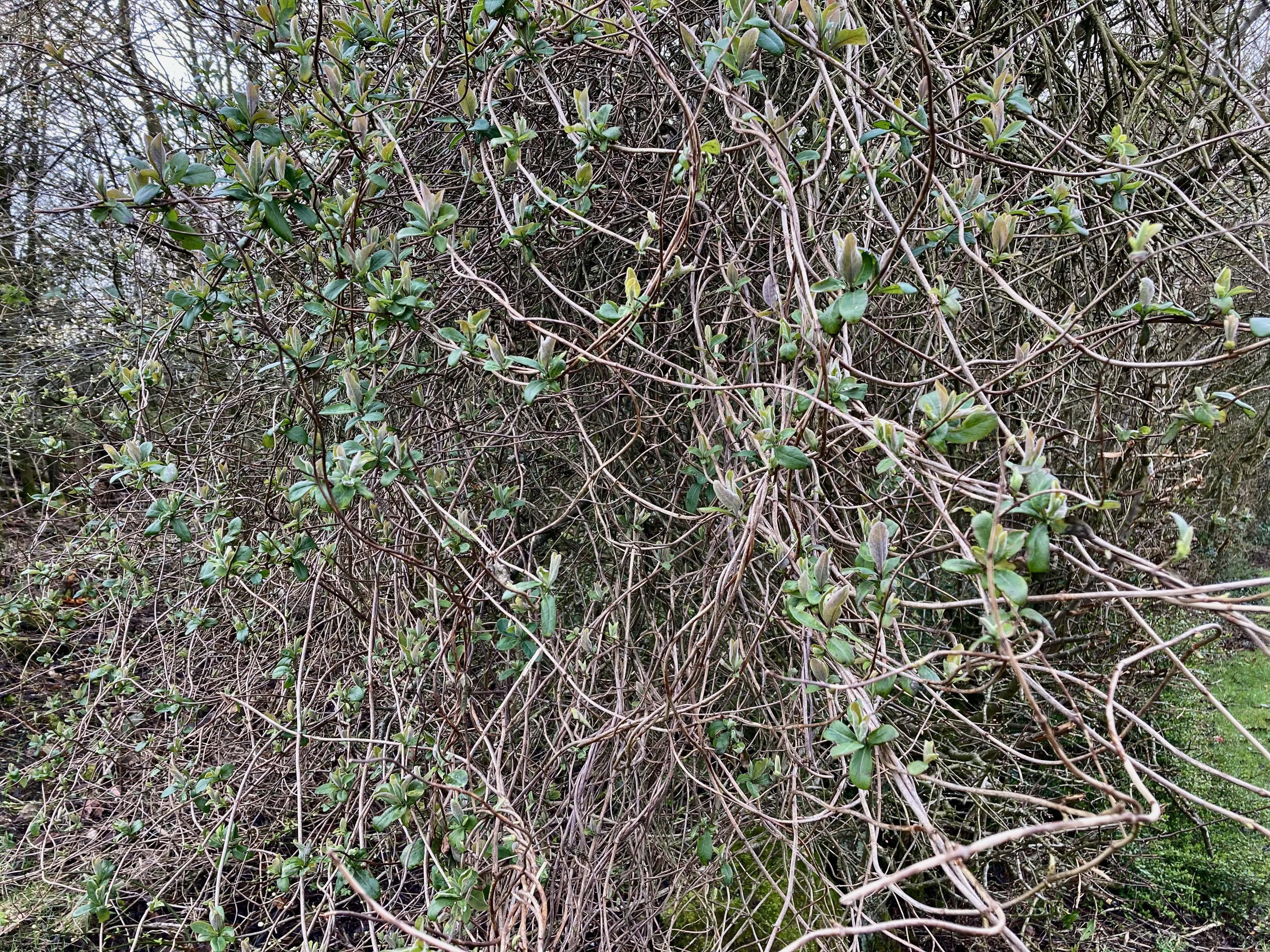 Tangled Branches — FOTD Mar 20