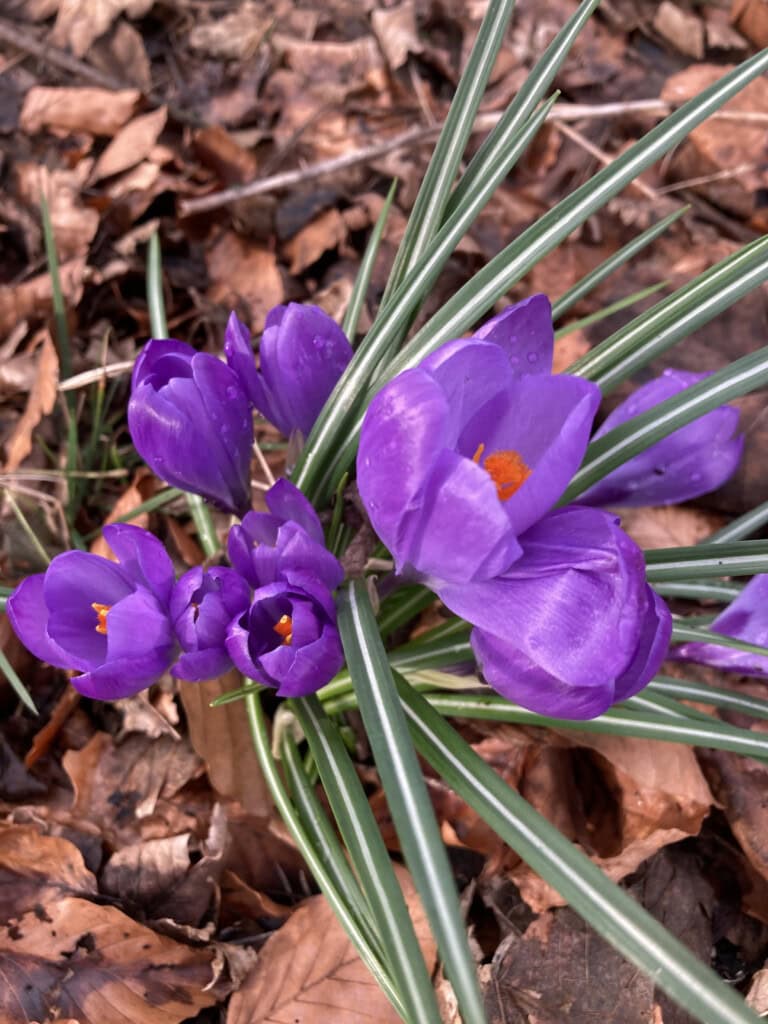 Wild growing crocuses