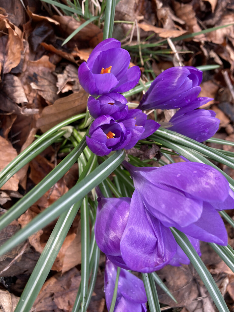 Wild growing crocuses