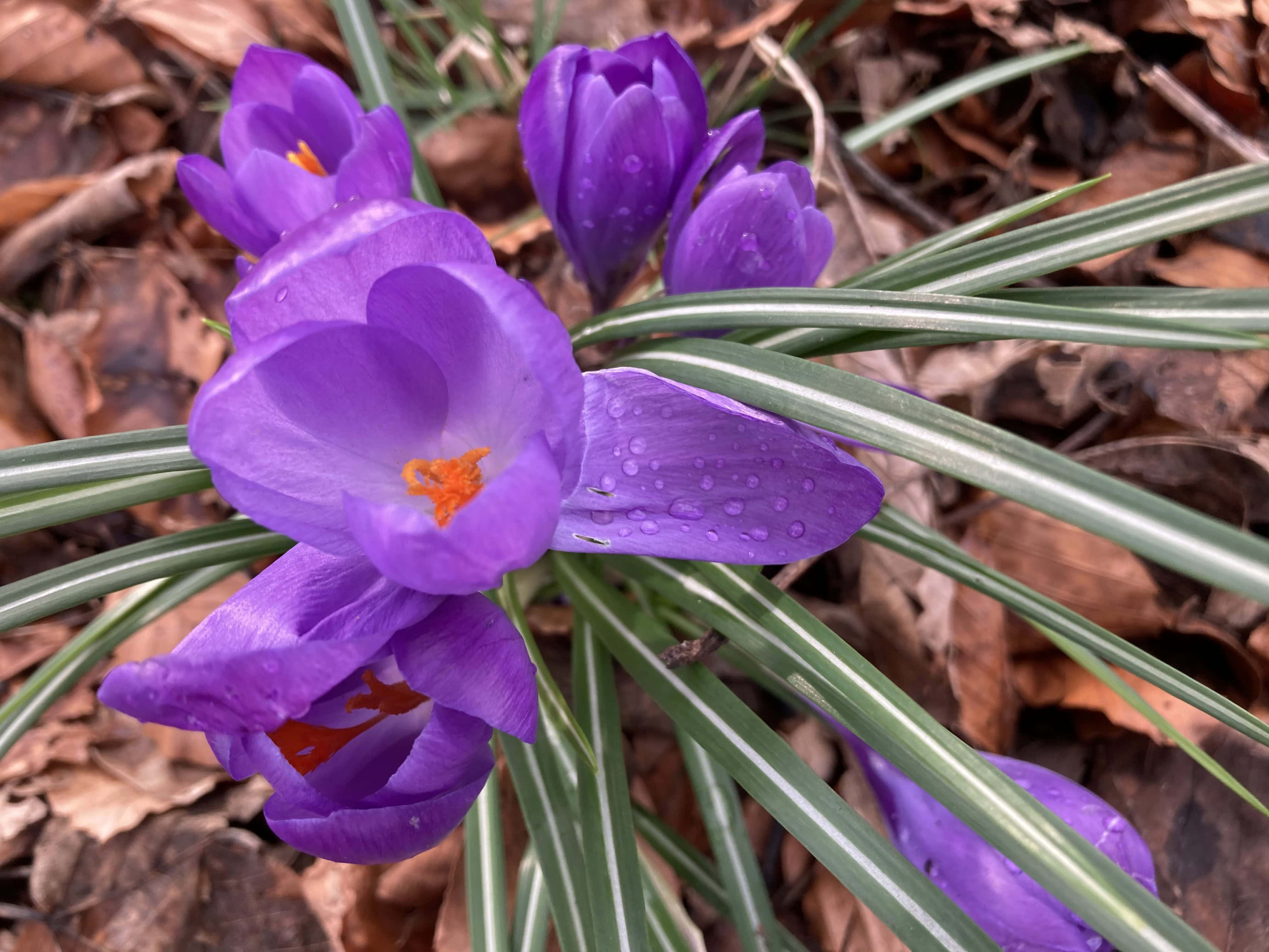 Crocuses — FOTD Mar 14