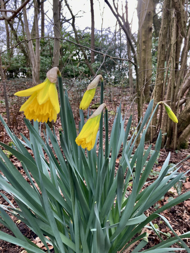 Daffodils