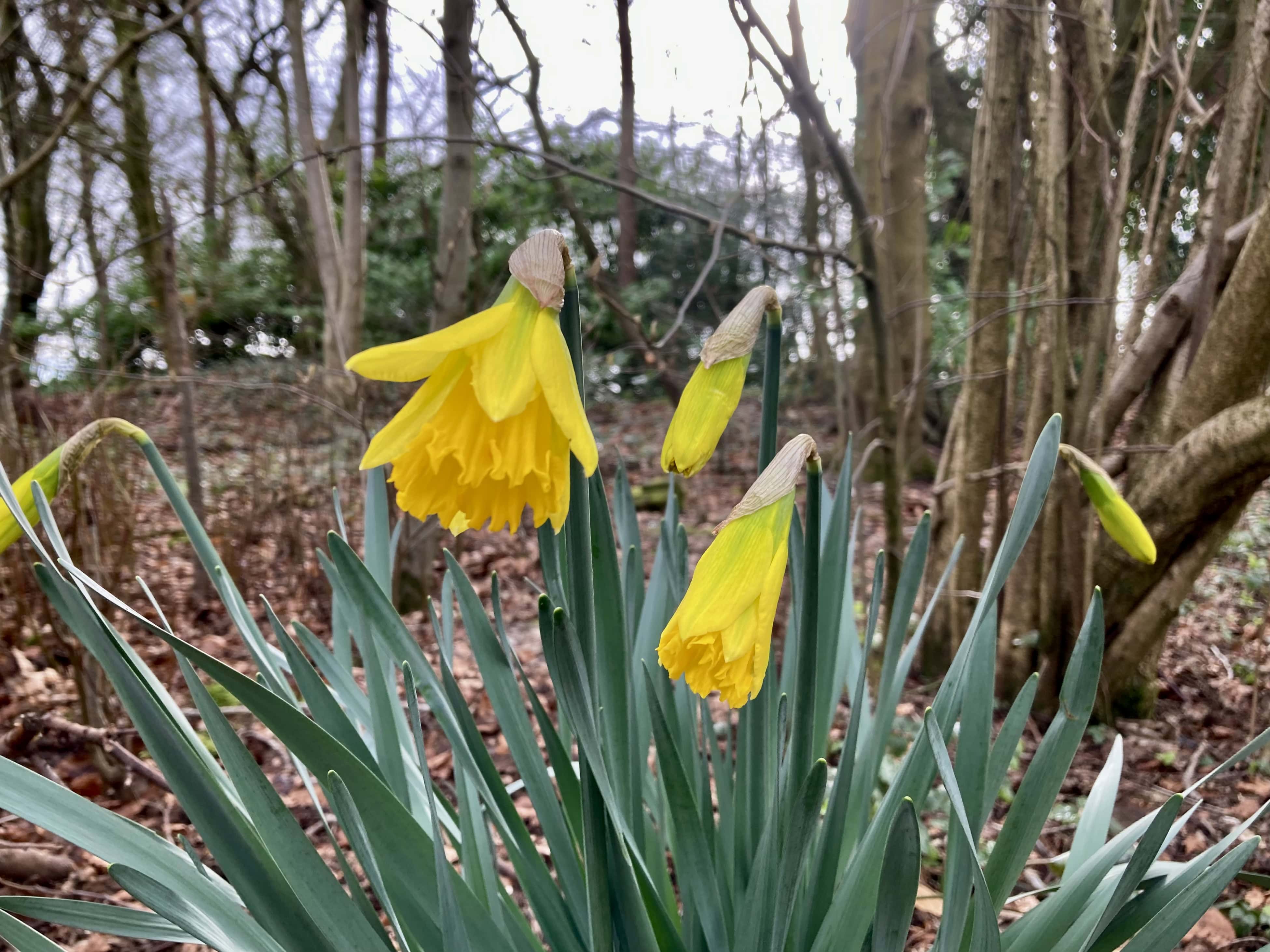 First Daffs — FOTD Mar 15