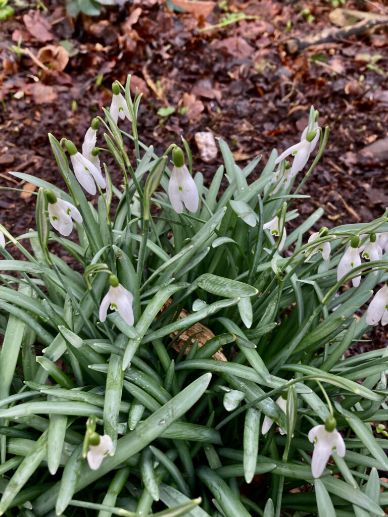 Snowdrops