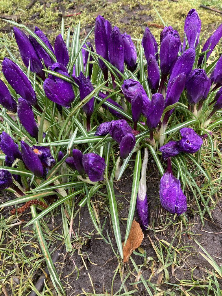 Wild growing crocuses