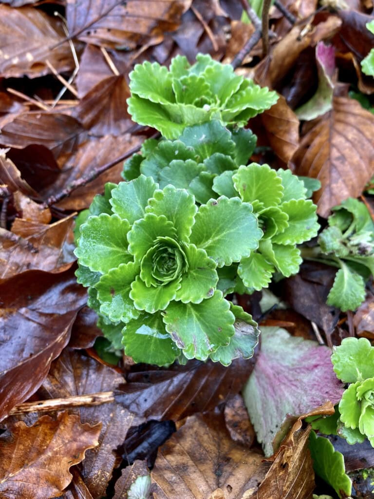 Green leafs