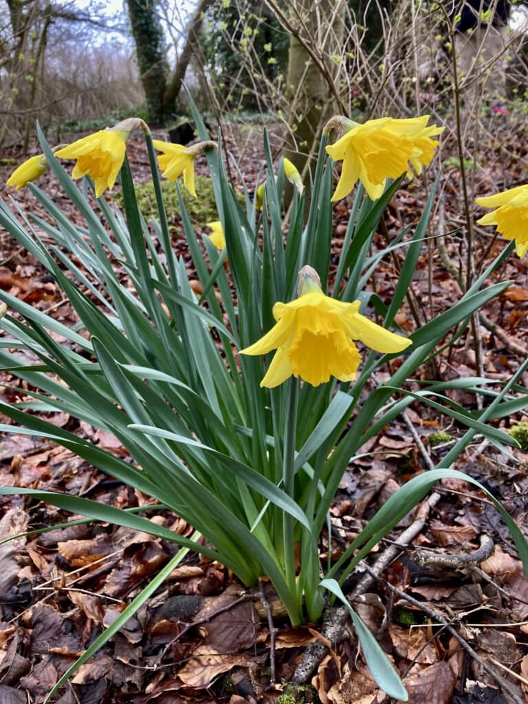 daffodils