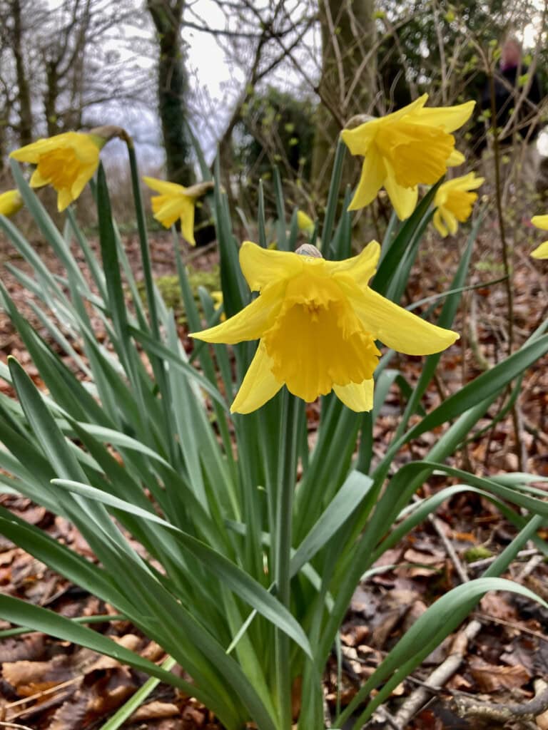 daffodils