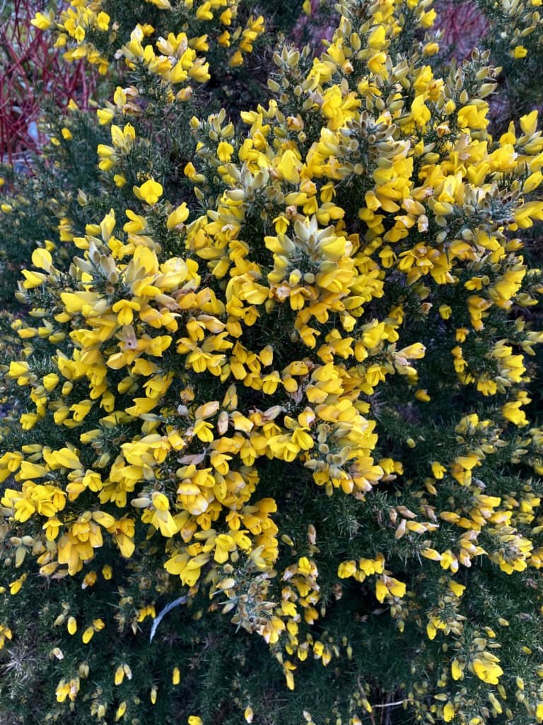 Gorse