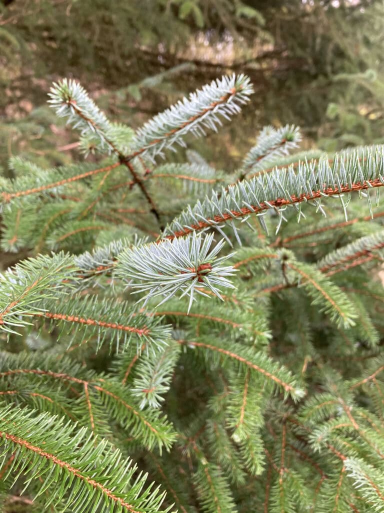 Blue spruce