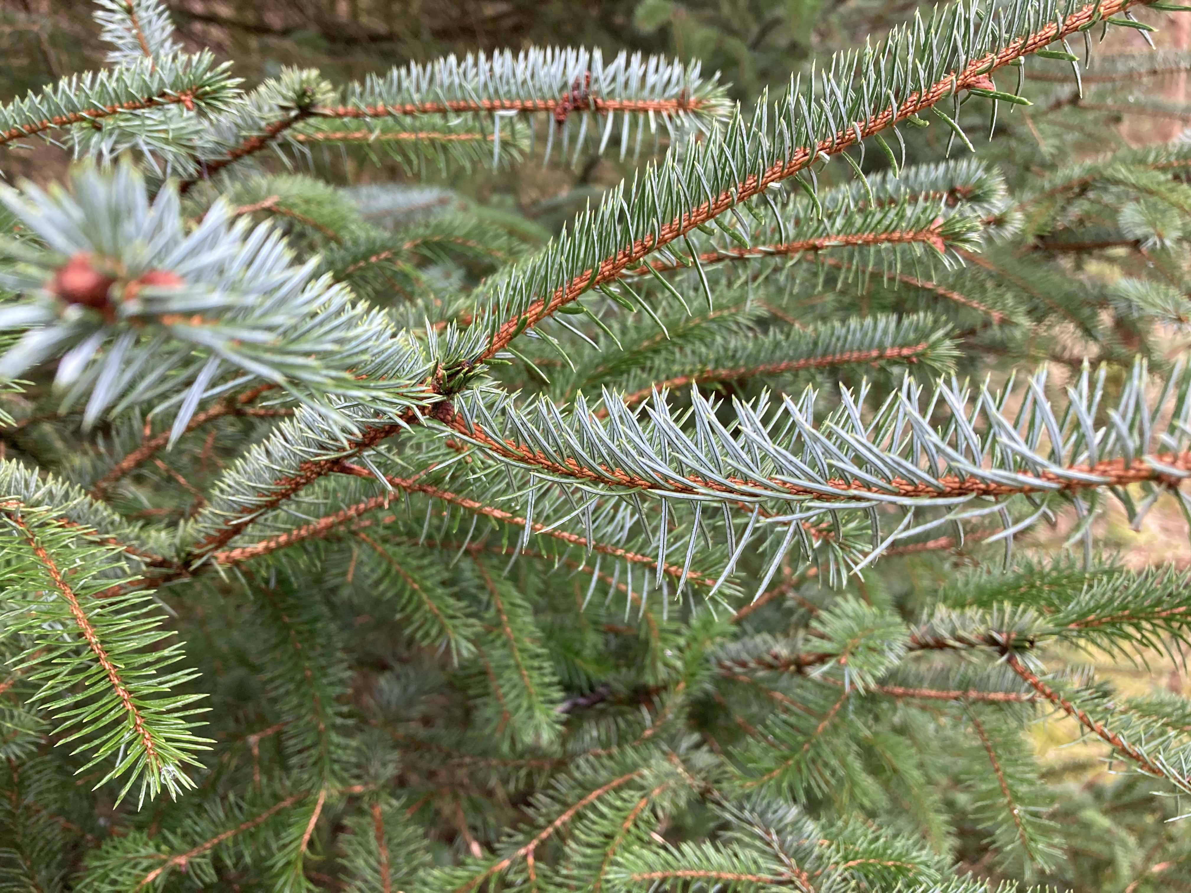 Blue Spruce — FOTD Mar 27