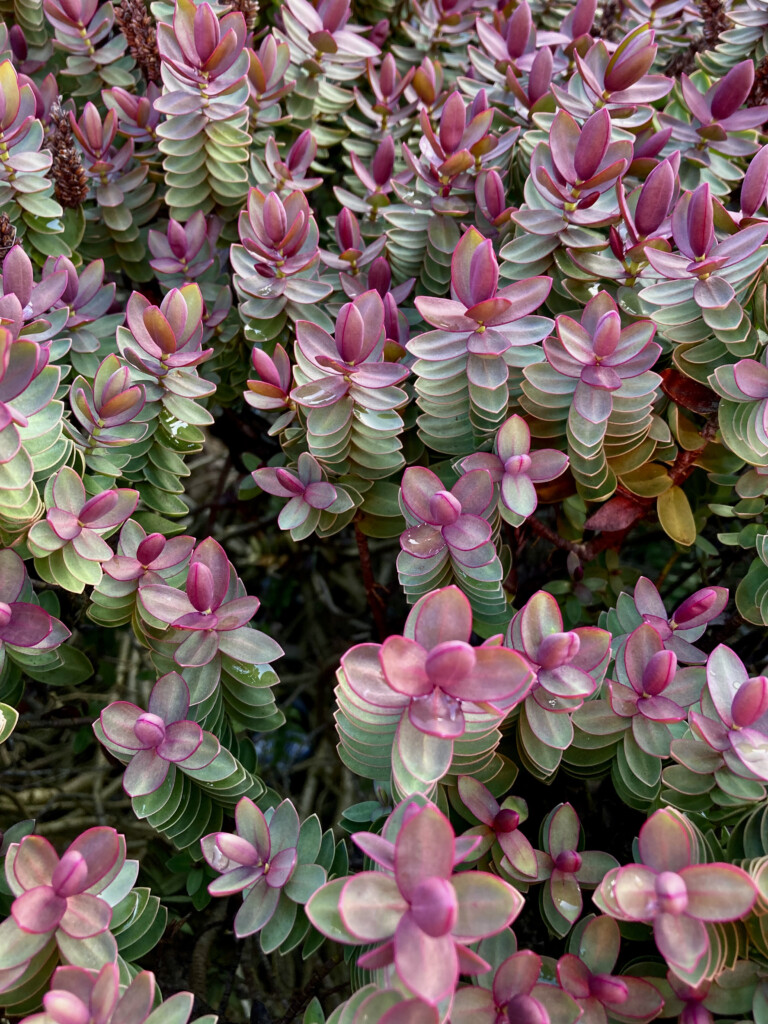 Pygmy Succulents