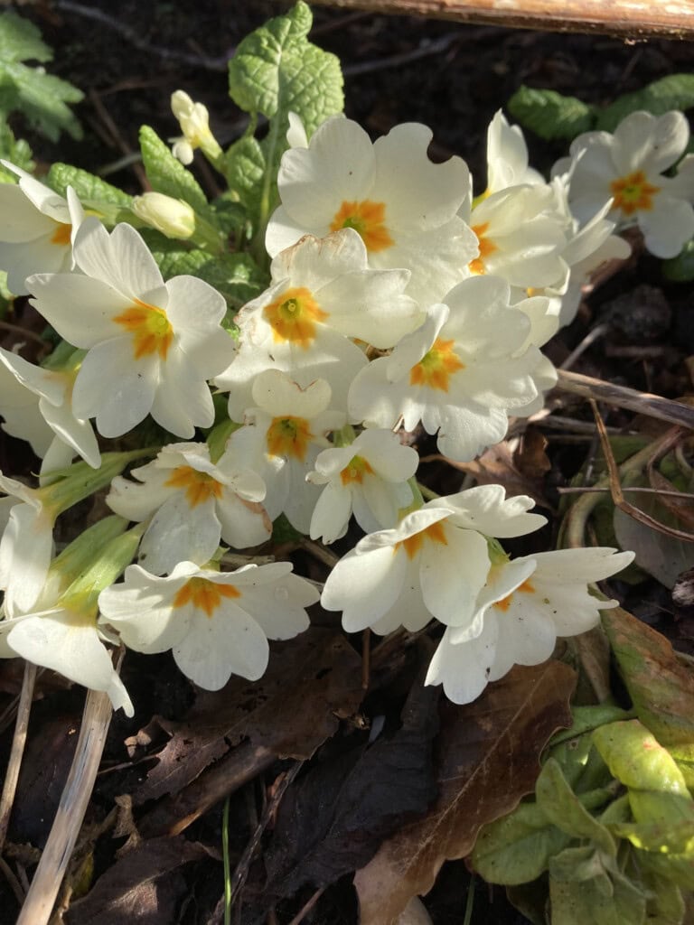 Primroses