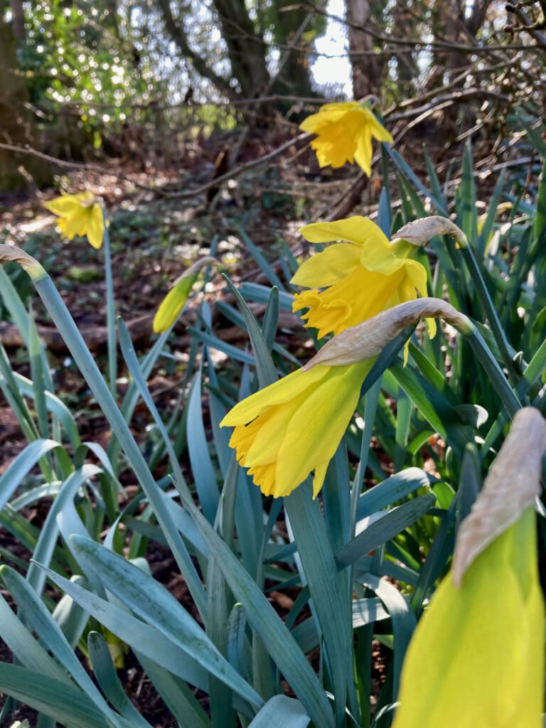 daffodils
