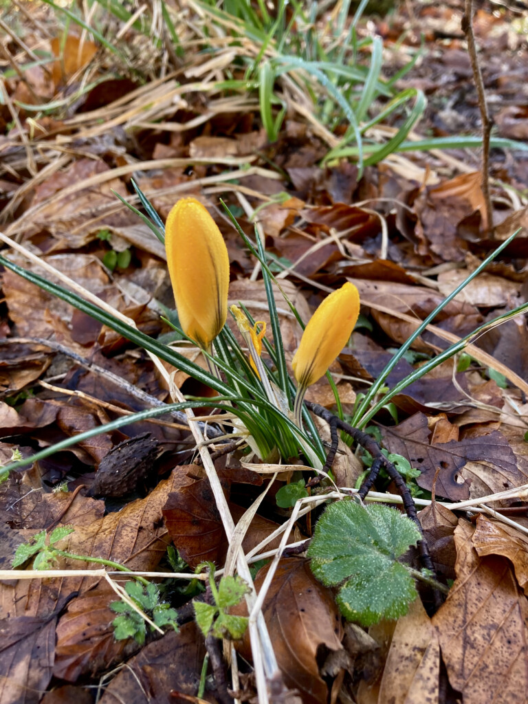 Yellow Crocuses