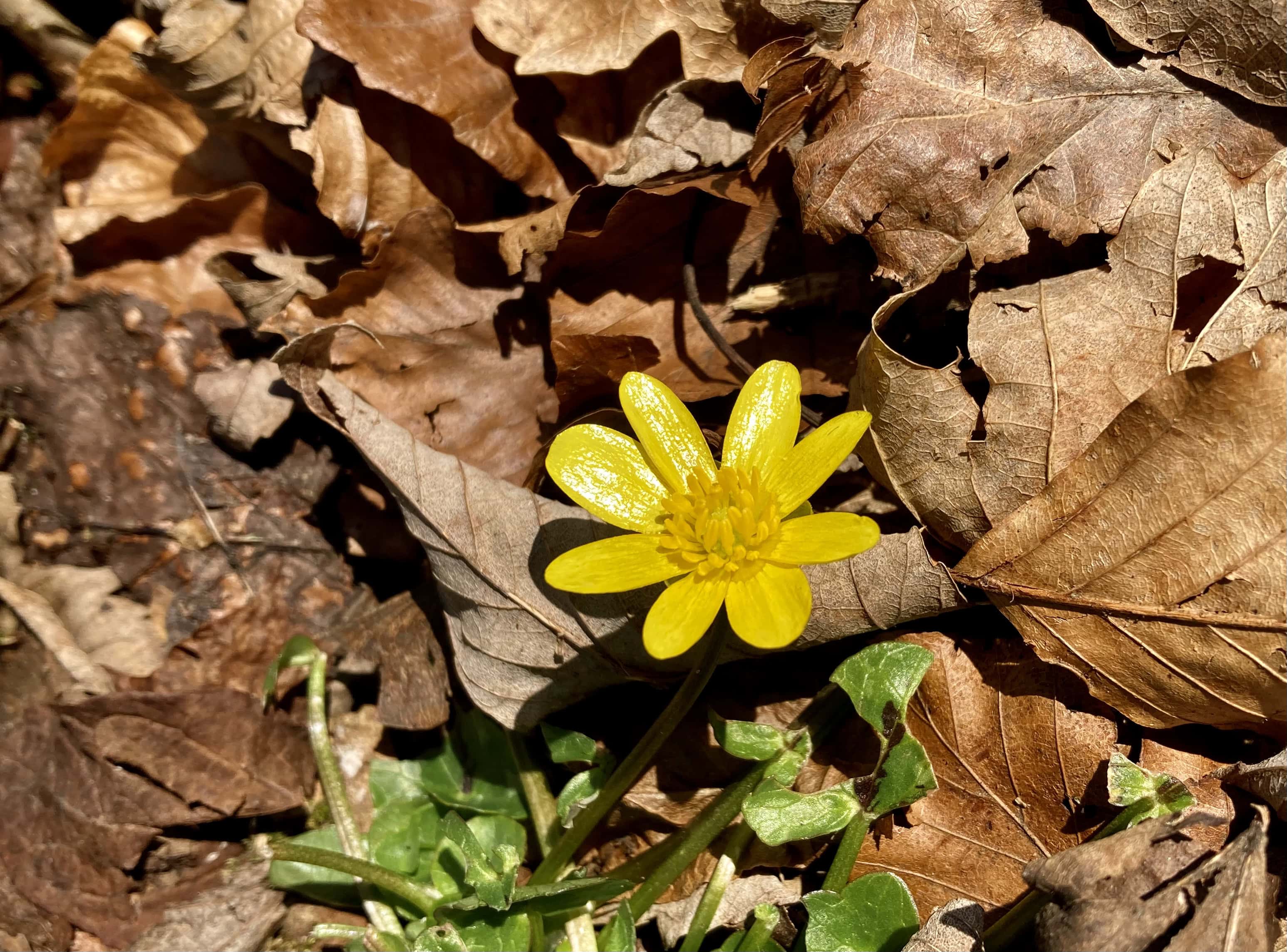 Yellow Wildflower — FOTD Apr 04