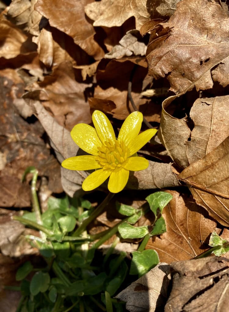 Yellow wildflower