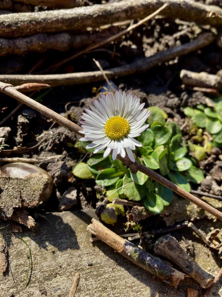 daisy
