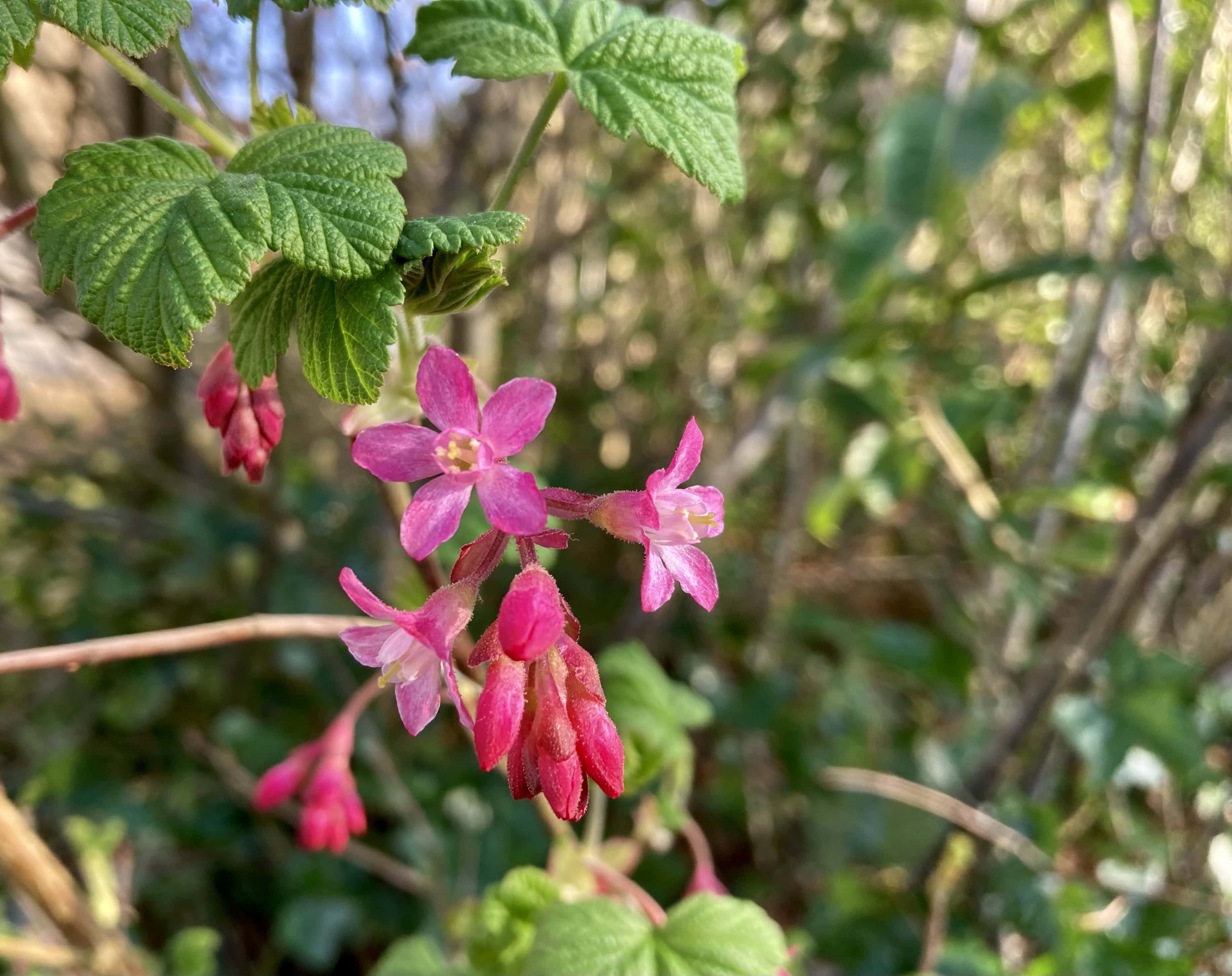 Pink Wildflowers — FOTD Apr 06