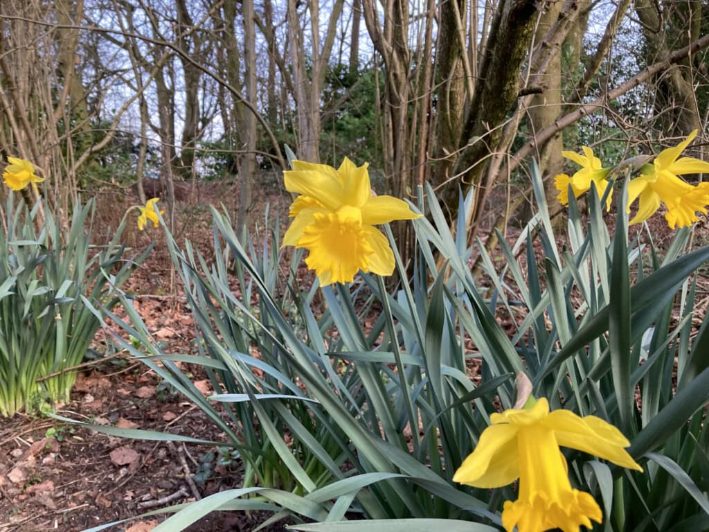 daffodils