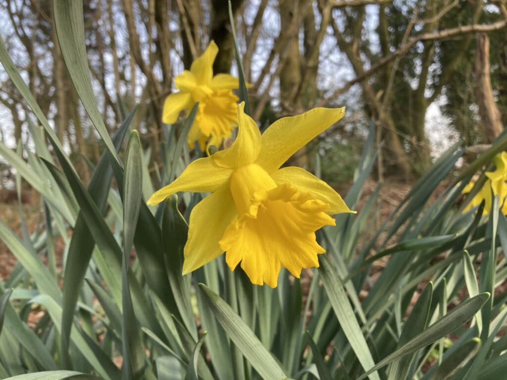 daffodils