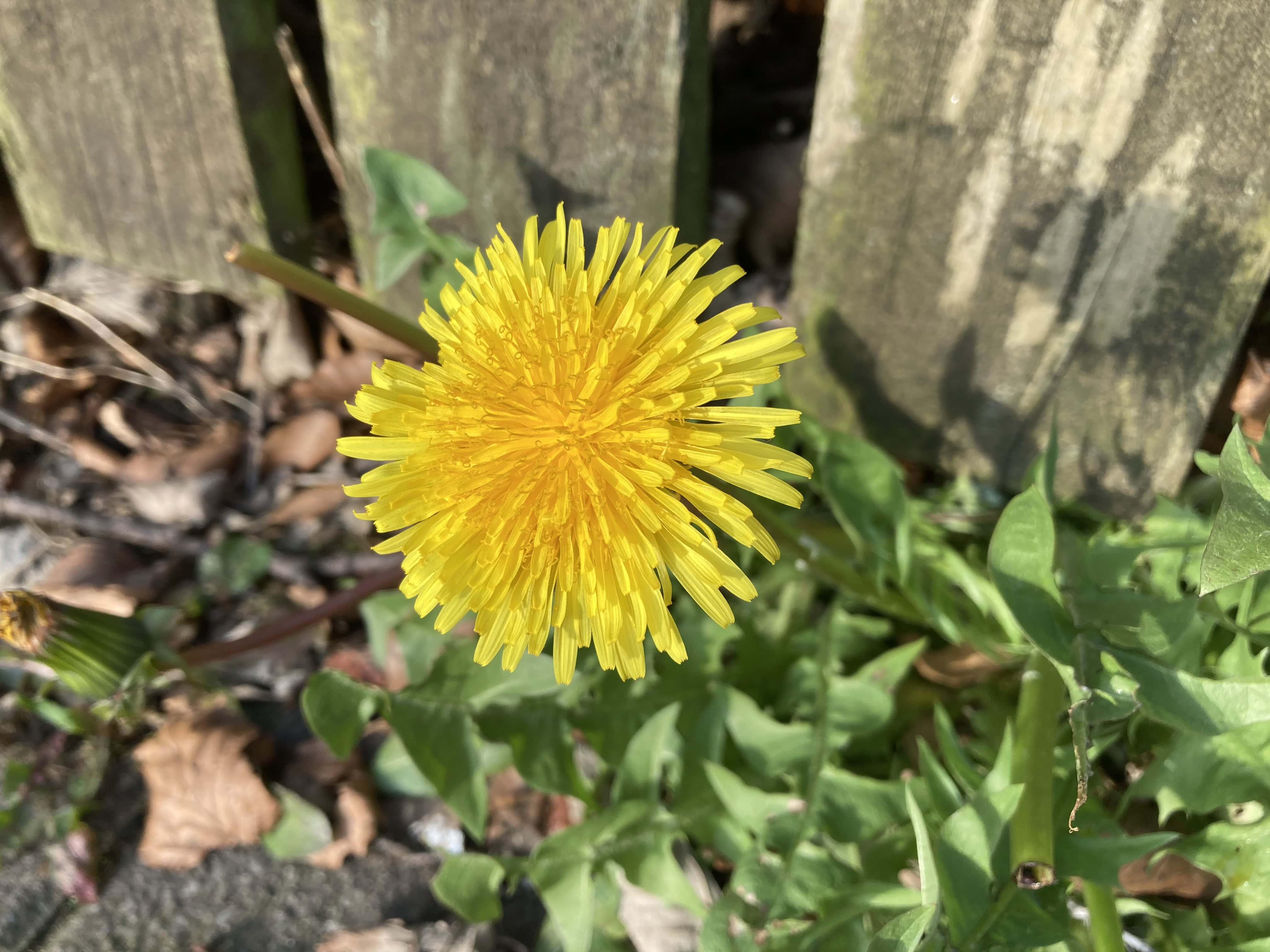 Dandelion — FOTD Apr 10