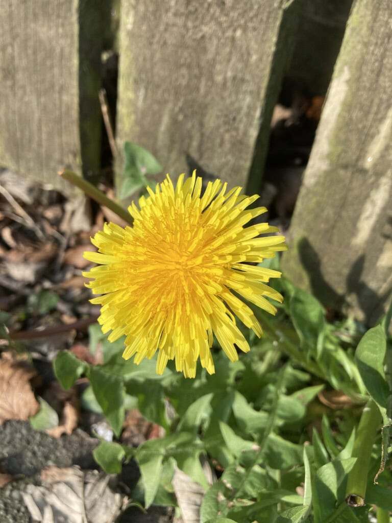 Dandelion