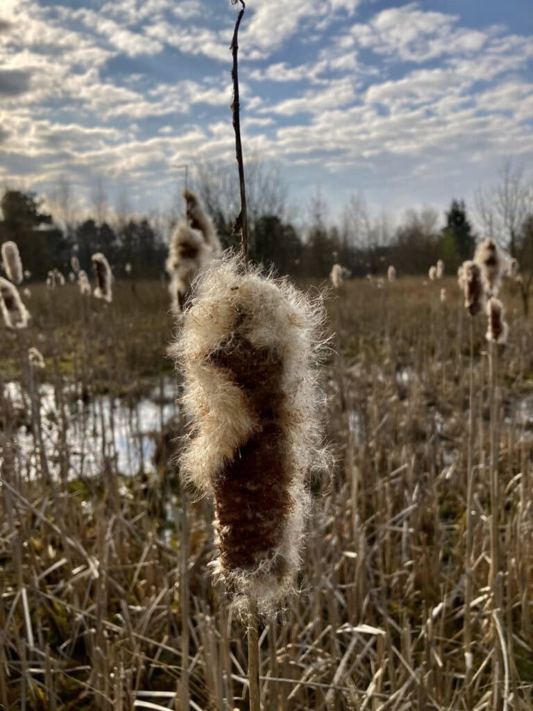 Bulrushes