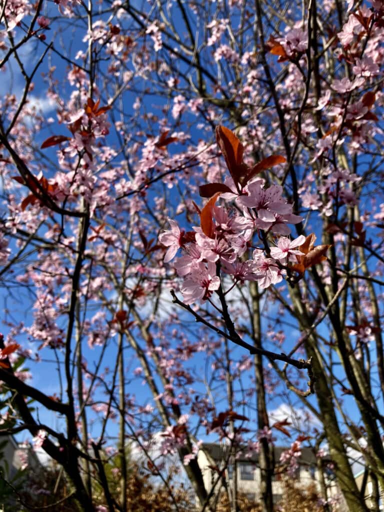 Pink blossom