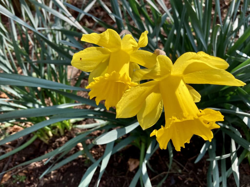 daffodils
