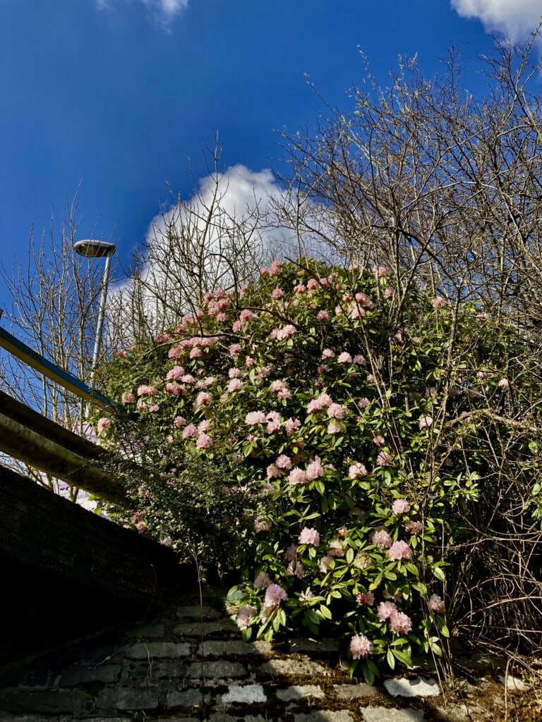 Rhododendron bush